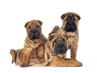 Three adorable Shar-pei dog puppies, sitting and laying over and beside each other. Looking...