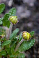 Mountain Avens