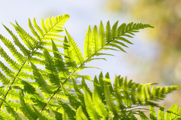 Fern leaf close up in the summer forest. Natural floral fern background in sunlight with green blur. Beautiful ferns leaves green foliage . Floral background .Soft focus