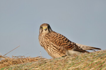 Common kestrel resting on a hay bale. Portrait of a european kestrel. Falco tinnunculus.