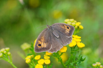 Butterfly meadow brown (Maniola jurtina) sitting on a yellow flower.