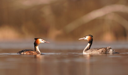 Two great crested grebe is swimming in the water (Podiceps cristatus) water fowl in the nature habitat. Wildlife scene from nature.