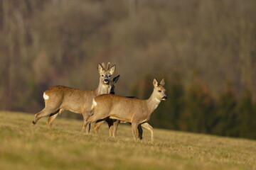 Herd roe deers on meadow. wildlife scene from spring time. Roe in the nature habitat. Capreolus capreolus. Wildlife scene from czech nature.