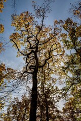 Superbe rabre en contre jour avec ses belles couleurs d'automne par une belle journée au bord d'un chemin de randonnée dans la foret de la comté dans le puy de dôme