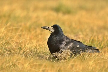 Portrait of Eurasian rook (Corvus frugilegus). Rook on earth looking for food. The rook is a member of the Corvidae in the passerine order of birds.