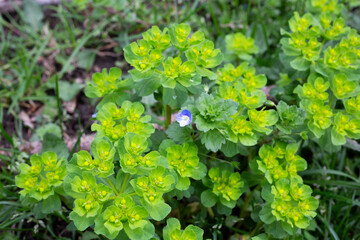 Selective focus image of the Wood Spurge Euphorbia amygdaloides