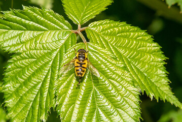 Spring, a bee on a green leaf in the sun