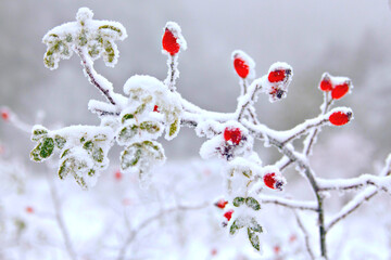 Rosehip berries covered with snow, selective focus and snow effect filters. Winter berries background