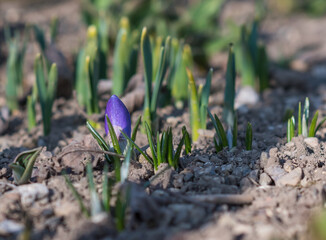Beautiful colorful blossom garden flower in summer sunlight