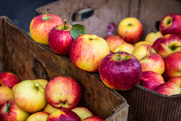 Apples in box. Red ripe shining apples. Apple harvest time in Ukraine.