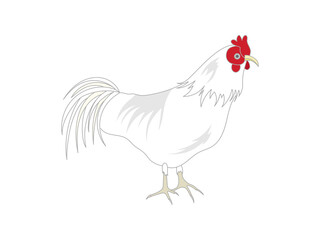 横向きの白いめんどり