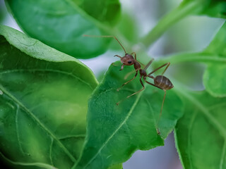 ant on leaf
