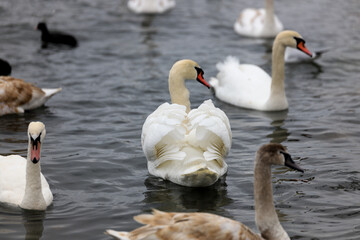 White swan on the water among other birds