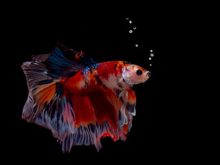 Siamese fighting fish Koi Betta