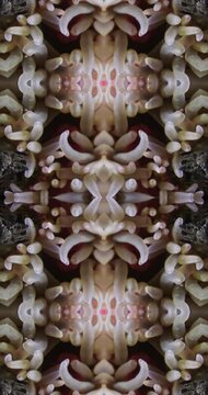 Nature marine kaleidoscope effect simmetrical.
Organic surrealism footage