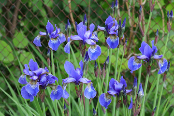 Siberian Iris flowers are growing in spring garden. Garden decoration.Beautiful blue flowers of  Iris in spring garden. Iris Sibirica blooming in the meadow. Iris Germanica in the family Iridaceae.