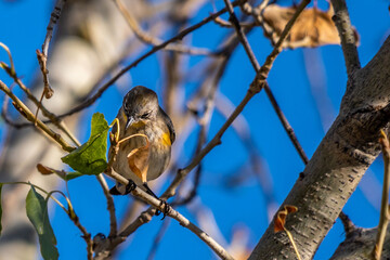 A Northern Rough Winged Swallow in Tucson, Arizona