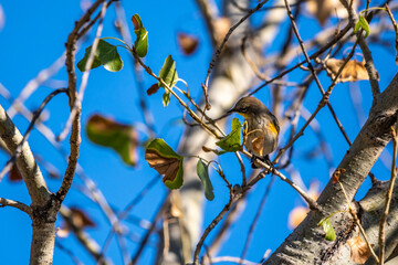 A Northern Rough Winged Swallow in Tucson, Arizona