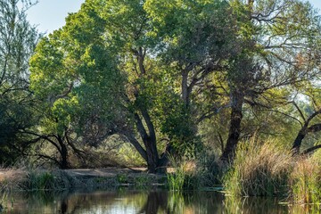 Fototapeta na wymiar A beautiful overlooking view of wetlands in Tucson, Arizona