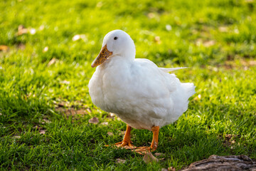A small American Pekin in Yuma, Arizona