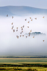 Flying birds. Foggy nature landscape. Greylag Goose.
