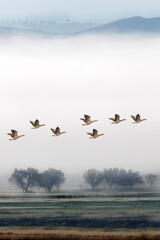 Flying birds. Foggy nature landscape. Greylag Goose.