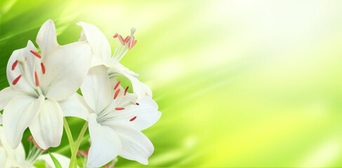 Lily on sunny beautiful nature spring background. Summer scene with Lilium flowers of white color