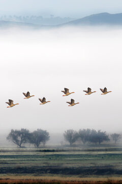 Flying birds. Foggy nature landscape. Greylag Goose.