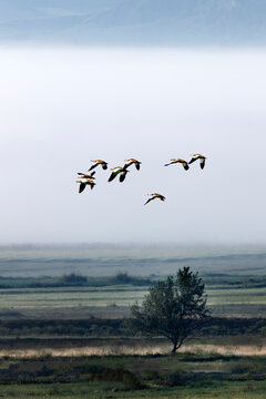 Flying birds. Foggy nature landscape. 