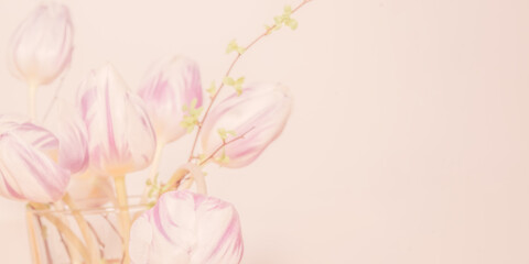 Fototapeta na wymiar Tulpen in pastell mit Platz für Text Hintergrund zum Beschreiben Banner high key 
