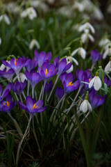 Beautiful flowers at spring in the garden on a sunny warm summer day in austria.