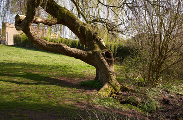 Fototapeta na wymiar Bent over willow tree example
