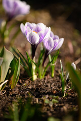 the first spring flowers. crocuses in the garden