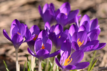 the first spring flowers. crocuses in the garden