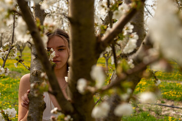 portrait of a young woman in a cherry orchard looking through branches of tree , romance spring image .