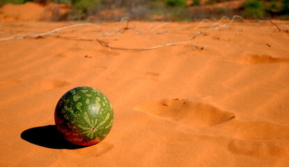 watermelon on the desert