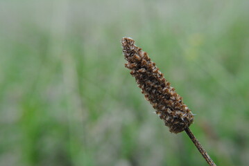 Dried Grass Seed