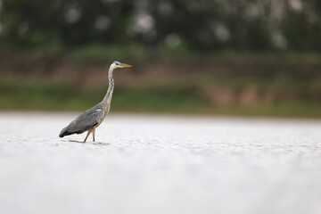 Grey heron (Ardea cinerea) in walking on land with the ocean in the background with negative space