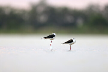 black winged stilt (Himantopus himantopus)