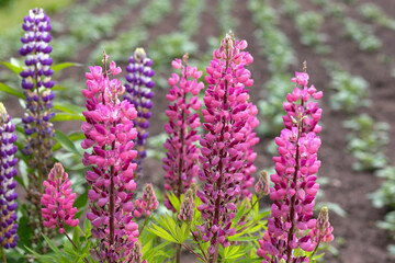 Purple Lupin flowers blooms in the field. Bunch of Lupinus Polyphyllus  summer flower background. Violet spring and summer flower. Pink flowers 
 Lupine a dark green background. Lupinus. 