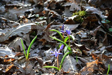 Common Camas (Camassia quamash (Pursh) Greene) in the floodplain forest