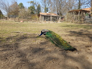 Blauer Pfau