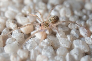 young and little spider Nigma on the wall