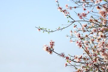 background of spring cherry blossoms tree. selective focus