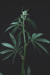 Alternative medicine represented by medical marijuana, female cannabis shrub texture. copy space, close up. Branches of Medical Marijuana with flower bud sites Cannabis cultivation