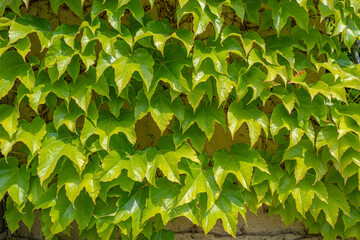 Fototapeta na wymiar Beautiful green vine like epiphyte leaves and lianas in the garden as a background.