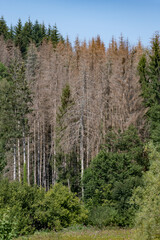 Epicéas touchés par les scolytes dans une forêt