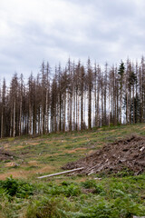 Epic&eacute;as touch&eacute;s par les scolytes