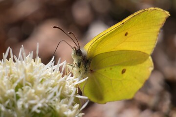 Butterfly Gonepteryx rhamni on a flower