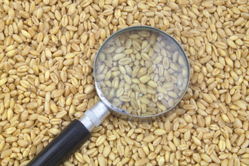 Magnifying glass on wheat grains background. Review wheat price and test quality of seeds concept.